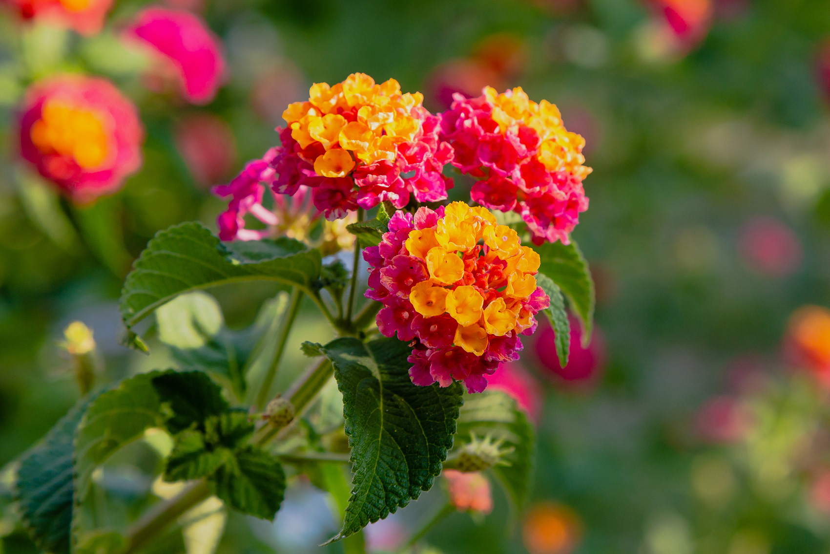 Lantana - A drought tolerant plant in Southern California - Bemus Landscape