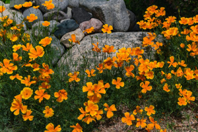 California Poppies - Drought Tolerant Plants for Southern California Landscapes