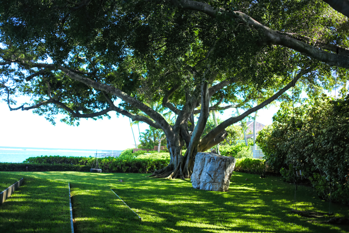 Tree Service - Tree Care - Bemus Landscape - Southern California