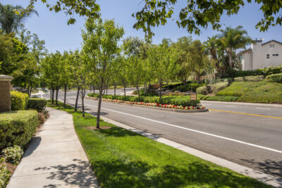 Pruning Young Trees - Bemus Landscape - Southern California