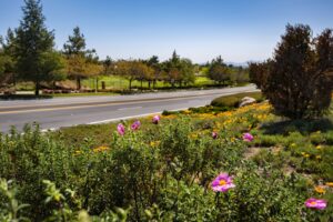 Chapman Heights - A Bemus Landscape project - Bemus Landscape - San Clemente, CA
