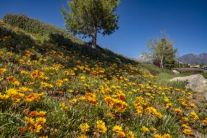 Chapman Heights - A Bemus Landscape project - Bemus Landscape - San Clemente, CA