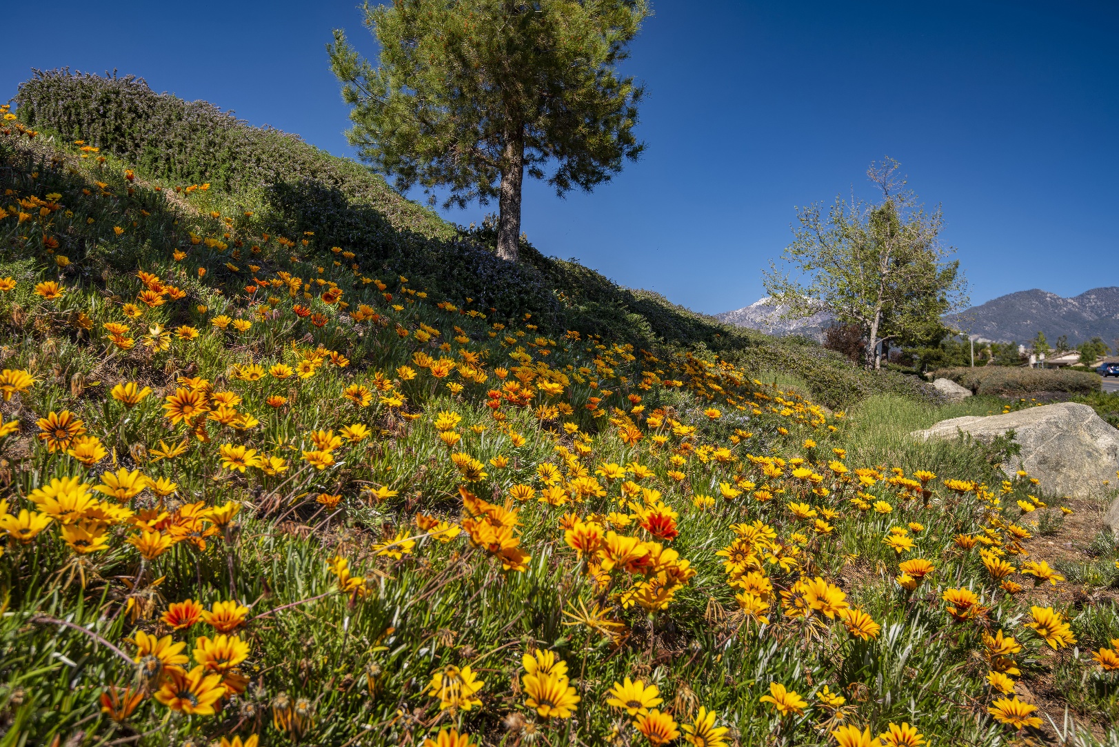 Chapman Heights - A Bemus Landscape project - Bemus Landscape - San Clemente, CA