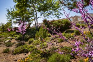 Chapman Heights - A Bemus Landscape project - Bemus Landscape - San Clemente, CA
