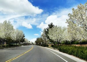 Chapman Heights - A Bemus Landscape project - Bemus Landscape - San Clemente, CA