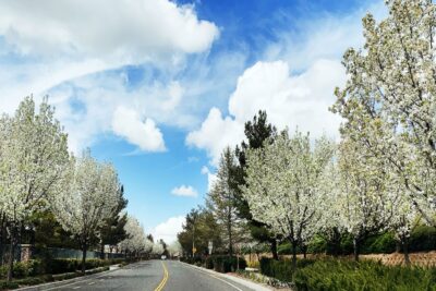 Chapman Heights - A Bemus Landscape project - Bemus Landscape - San Clemente, CA