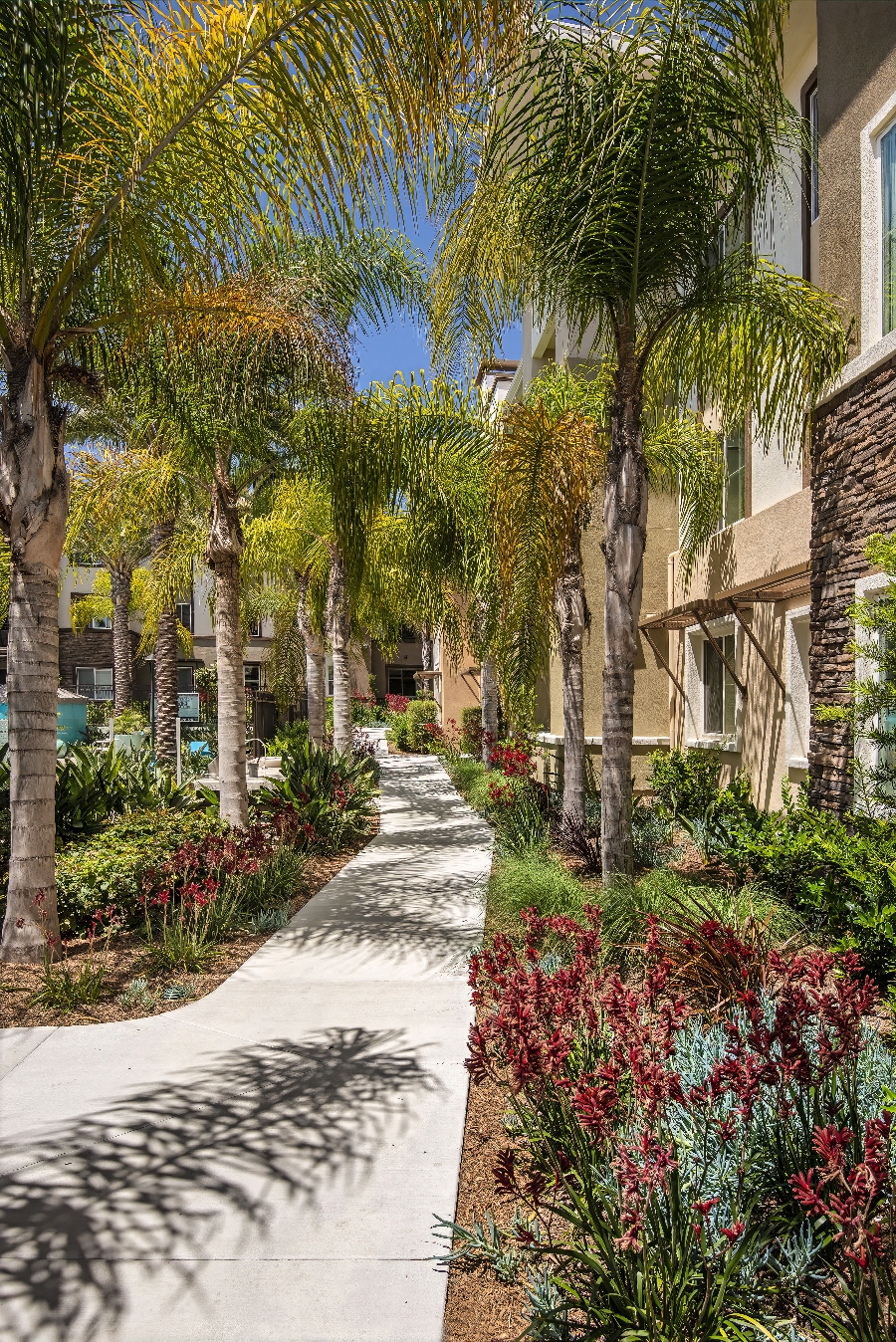 Skye Apartments - Vista, CA | Bemus Landscape - San Clemente, CA