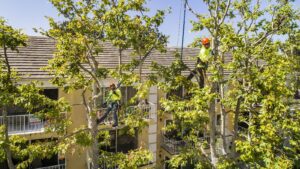 Tree Service - Newport Beach - Orange County, CA | Bemus Landscape