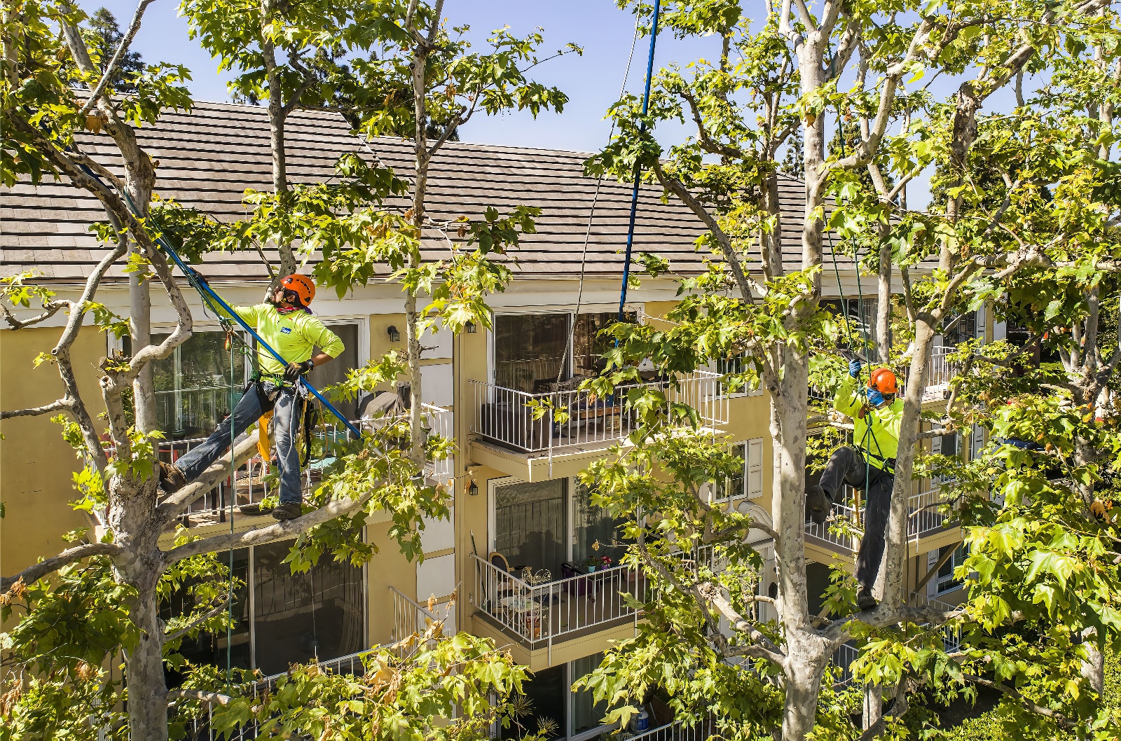 Tree Service - Newport Beach - Orange County, CA | Bemus Landscape