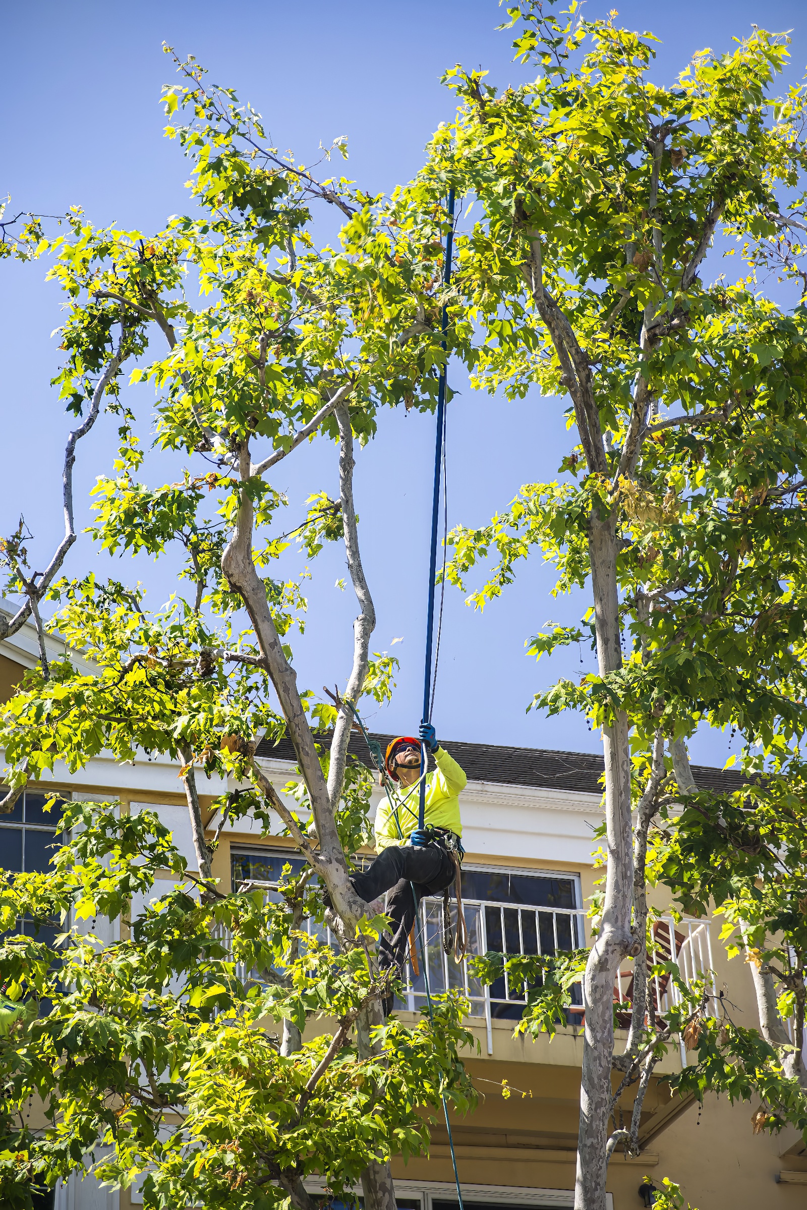 Tree Service - Newport Beach - Orange County, CA | Bemus Landscape