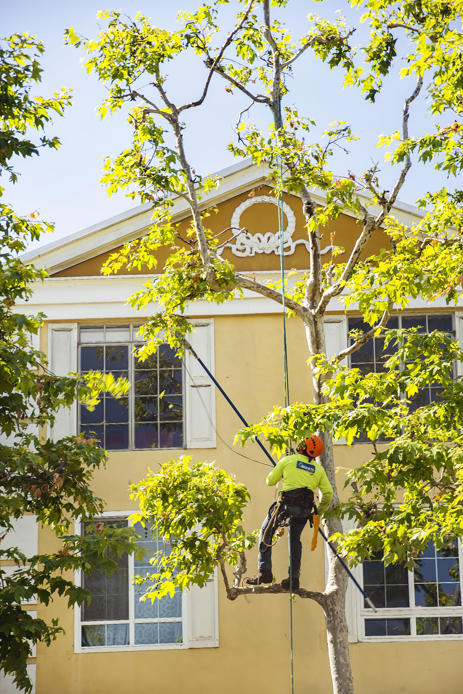 Tree Service - Newport Beach - Orange County, CA | Bemus Landscape