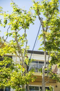 Tree Service - Newport Beach - Orange County, CA | Bemus Landscape