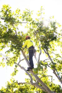 Tree Service - Newport Beach - Orange County, CA | Bemus Landscape