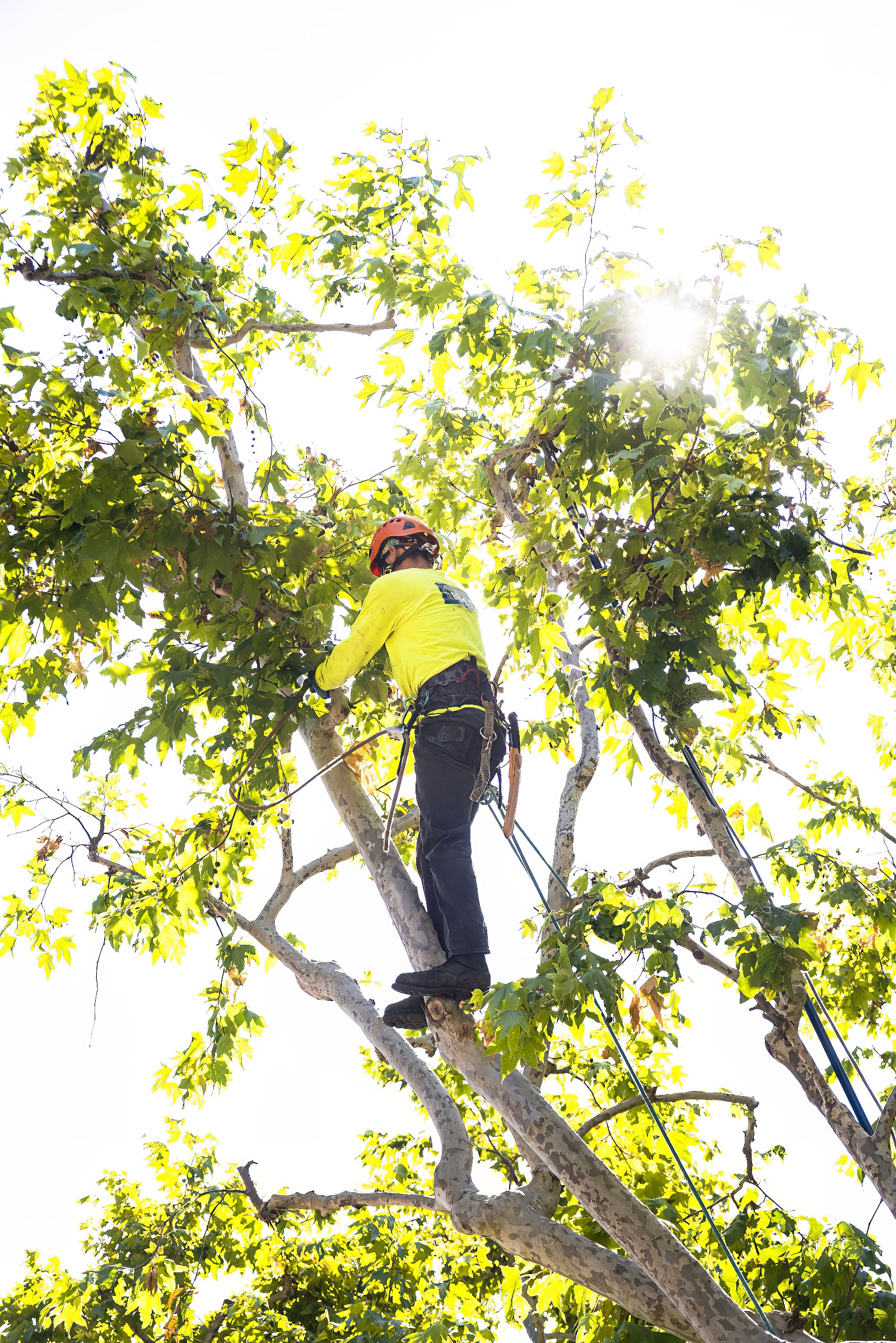 Tree Service - Newport Beach - Orange County, CA | Bemus Landscape