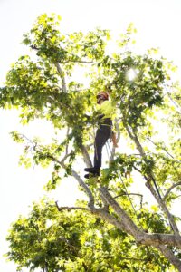 Tree Service - Newport Beach - Orange County, CA | Bemus Landscape